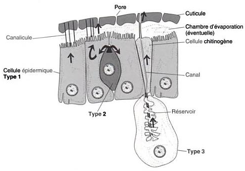 Schéma de la structure des glandes à phéromones chez les insectes, selon Brossut, 1996