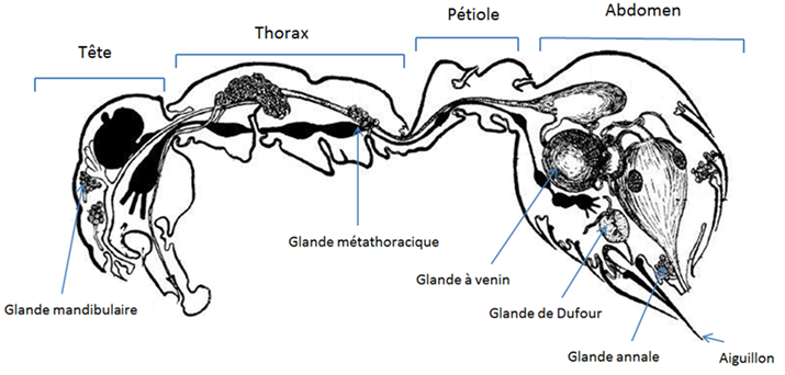 Schéma du système glandulaire de la fourmi
