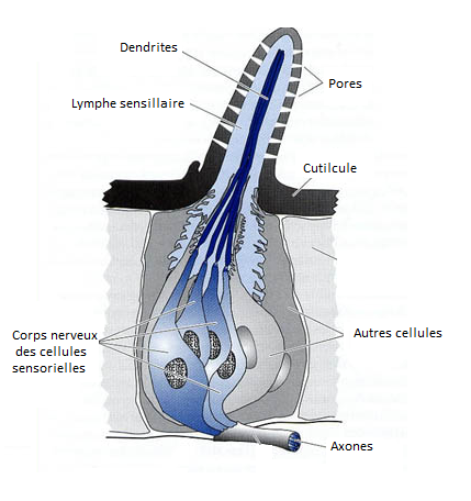 Schéma de la structure d’une sensille