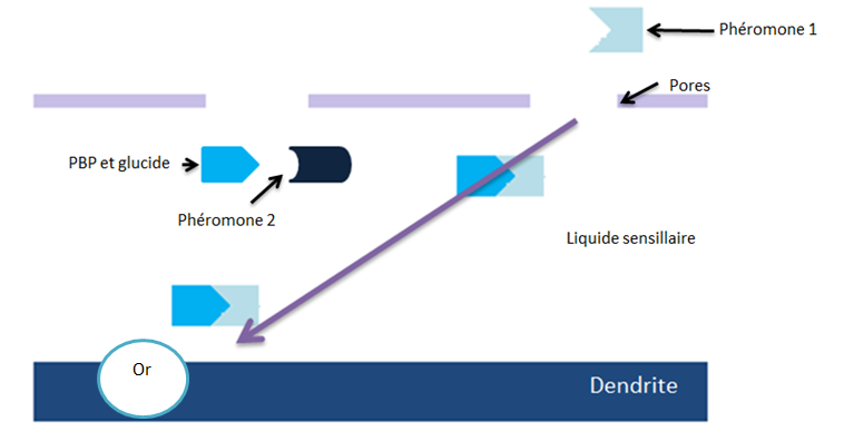 Schéma de la réception des phéromones au niveau du liquide sensillaire
