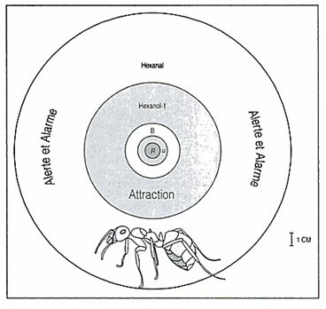 Phéromones d’alarme : comportement d’une ouvrière tisserande Oecophyllalonginodo alarmée par une glande mandibulaire écrasée au centre du dispositif circulaire. Les diverses phéromones d’alarme sont plus au moins volatiles et déclenchent des comportements différents. B : 2-butyl-2-octénal, U : 3-undécanone, R : répulsion (modifié d’après Bradshaw)