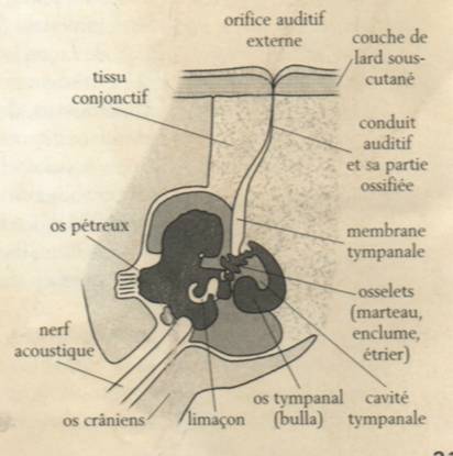 Anatomie du système d'émission des ultra-sons
