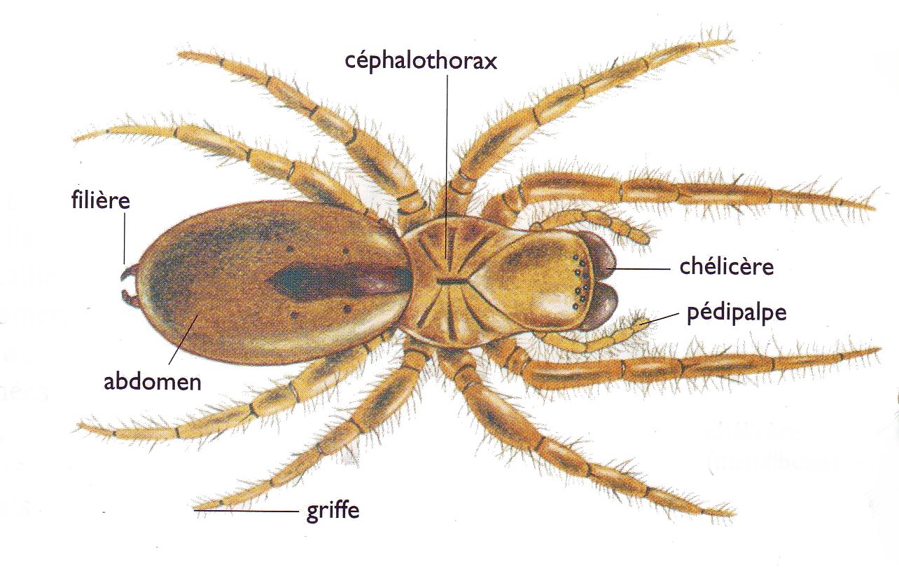 Figure 2 : Anatomie d’une araignée