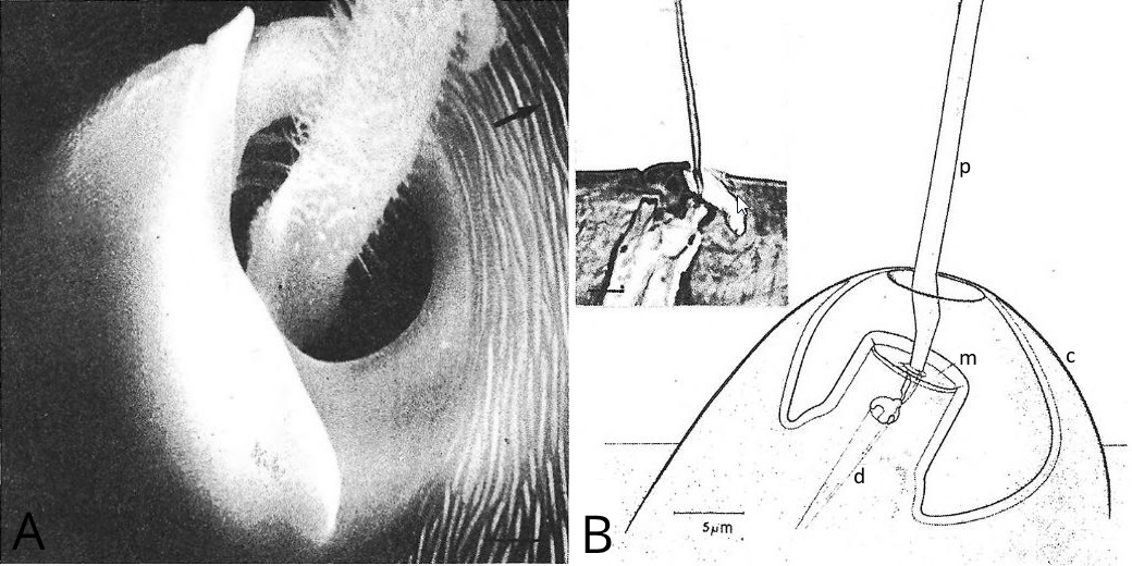 Figure 8 : A : Base d'une trichobotrie, montrant la cupule et la structure plumeuse du poil<span style='white-space:nowrap'> </span>; B : Structure d'une trichobotrie (p : poil, c : cupule, m : membrane, d : dentrite)